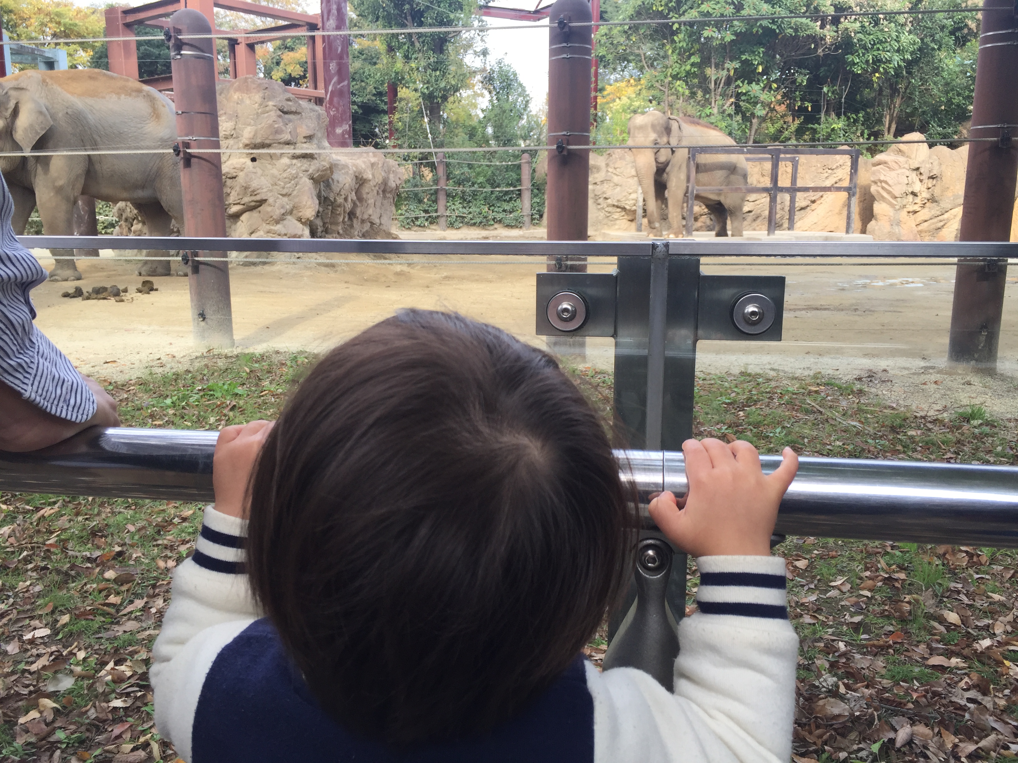 子連れで上野動物園へ行ってきた！週末の混雑状況やランチレポ