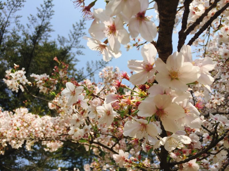 昭和記念公園のお花見