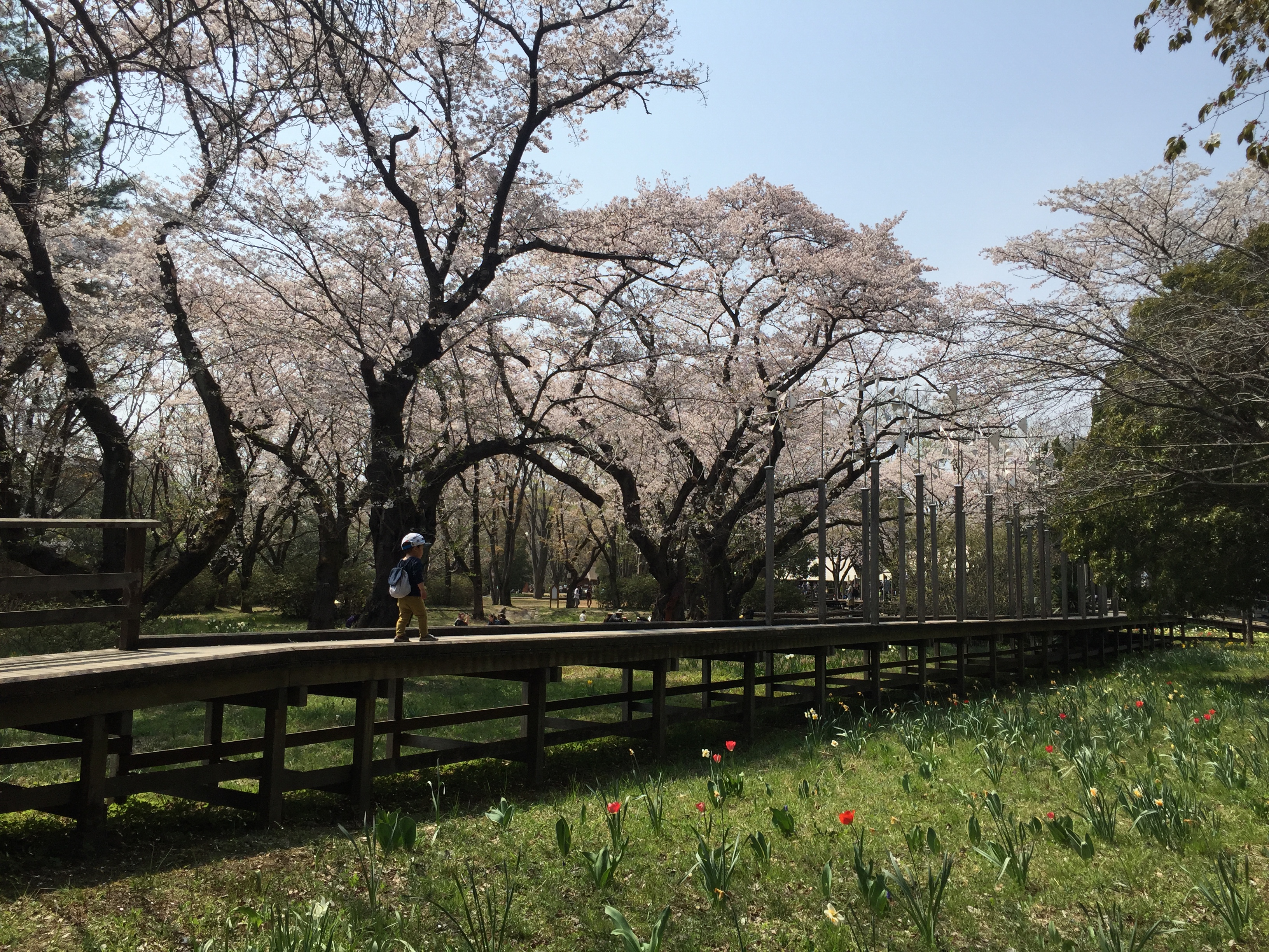 昭和記念公園に2歳の子供連れで行ってきた！お花見レポと混雑状況