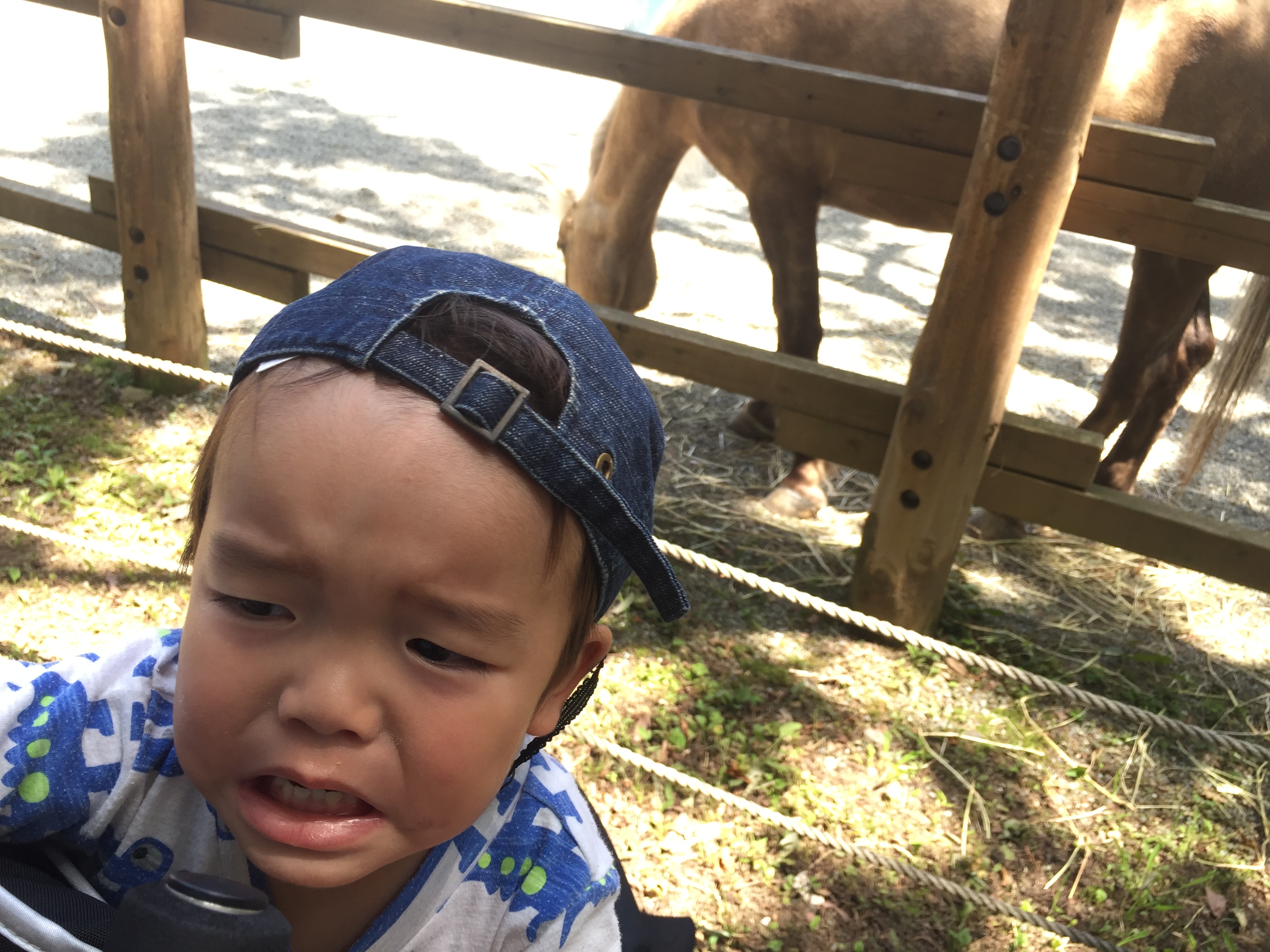 多摩動物公園に2歳の子供連れで行ってきた！ランチやおすすめルート